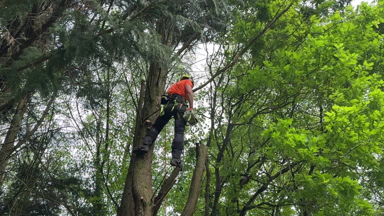 Professional Tree Services in Anthony, KS